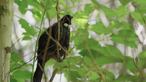 New Zealand Native Bird, The Tui. TiriTiri Matangi Island, Auckland. photo