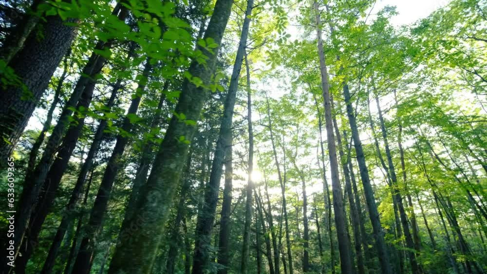 Beautiful trees in the forest. Camera movement inside the forest. Beautiful trees in the forest. Camera movement inside the forest.