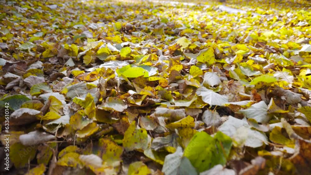 Carpet of autumn fallen multi colored leaves on path in sunny park close up. Fast, steady low flying camera motion over yellow dry leaves strewn on ground, no people. Sunspots appear and disappear. Carpet of autumn fallen multi colored leaves on path in sunny park close up. Fast, steady low flying camera motion over yellow dry leaves strewn on ground, no people. Sunspots appear and disappear.