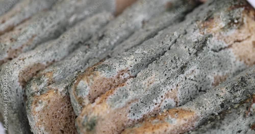 dangerous pieces of bread covered with mold on the table, a loaf of bread made of wheat and rye flour spoiled by bacteria and mold dangerous pieces of bread covered with mold on the table, a loaf of bread made of wheat and rye flour spoiled by bacteria and mold
