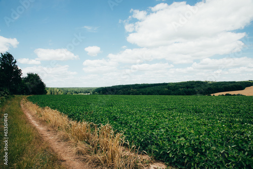 Soybean plants in a field in a sunny day. Agricultural field with soy. Landscape, natural background, selective focus. Front view