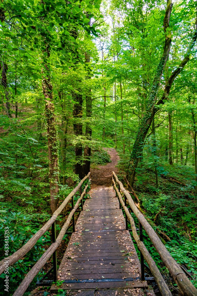 Cover page with a wooden footbridge and woodland ttail in magical fairytale Summer deciduous and pine forest, Germany, at warm sunset evening