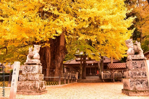 イチョウの紅葉　秋の筒賀の大銀杏　広島県