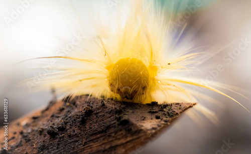 Εκτύπωση καμβά Yellow tussock moth, yellow worm, Yellow furry caterpillar