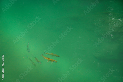 fish in waterfall photo