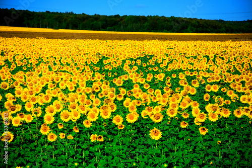 Beautiful panorama of a field with sunflowers.Landscape with yellow flowers, clouds on a blue sky background. a bright sunny day formed on a natural background.For the manufacture of oil.
