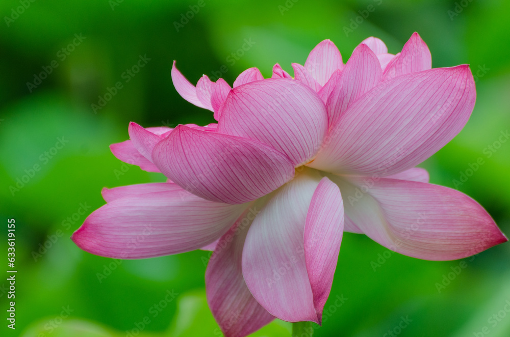 Fototapeta premium 北海道千歳市に咲く蓮の花