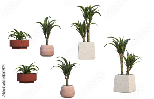 Potted ornamental plants on transparent background