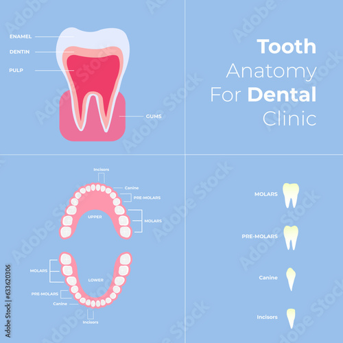 Adult teeth chart with white and silver teeth all dental anatomy and infographics editable vector 