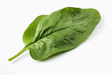 Fresh Spinach Leaf on White Background