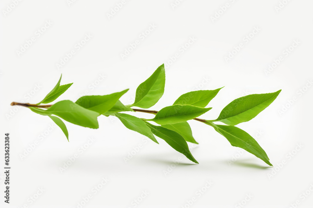 Refreshing Tea Leaf on a Clean White Background Refreshing Tea Leaf on a Clean White Background