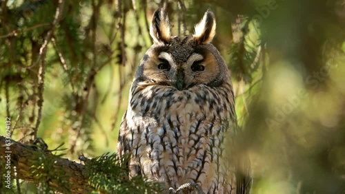 Bird Long-eared owl, perched on a pine tree at beautiful light closeup.