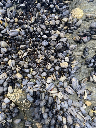Large Group of Mussels on Rock Pool Fistral Newquay Beach Cornwall England UK Rocks Nature Wildlife photo