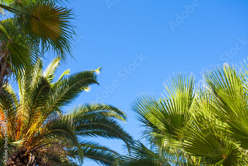 palm trees against blue sky