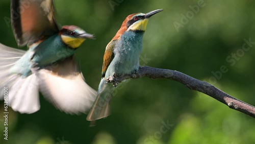 Two birds European bee-eater birds perched on a branch and flying.