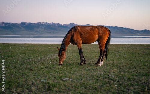 Image of a horse grazing in a pasture illuminated from behind by the warm light of a sunrise