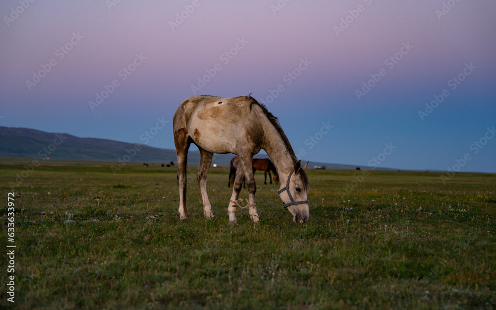Side view of horseon shore near calm lake against cloudless sundown sky in evening time outside at dusk during sunset Side view of horseon shore near calm lake against cloudless sundown sky in evening time outside at dusk during sunset