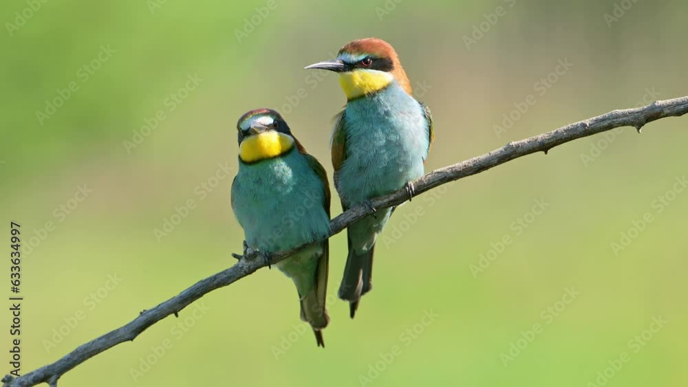 Two birds European bee-eater close-up (Merops apiaster) perched on a branch at sunny day. Two birds European bee-eater close-up (Merops apiaster) perched on a branch at sunny day.