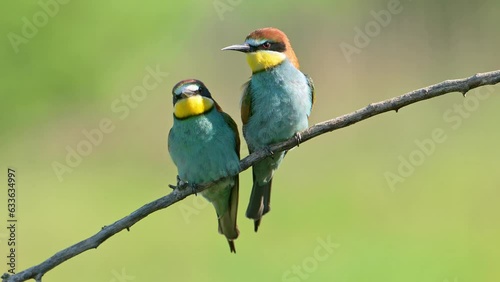 Two birds European bee-eater close-up (Merops apiaster) perched on a branch at sunny day.