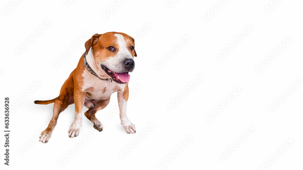 American pit bull bully young dog posing Brown and white playful or cute pet playing and looking happy isolated on white background. concept of movement, action, movement American pit bull bully young dog posing Brown and white playful or cute pet playing and looking happy isolated on white background. concept of movement, action, movement