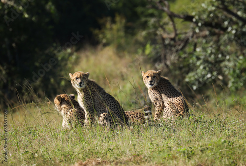 Cheetah family in Zululand, South Africa