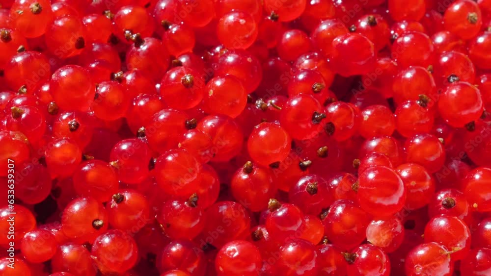close-up bunch of red currants rotation. red currants ripe macro .berries harvest close-up bunch of red currants rotation. red currants ripe macro .berries harvest