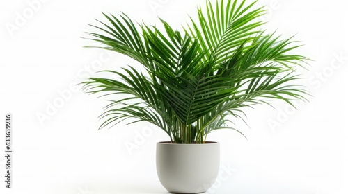 design home medium plant areca palm isolated on white background © trimiati
