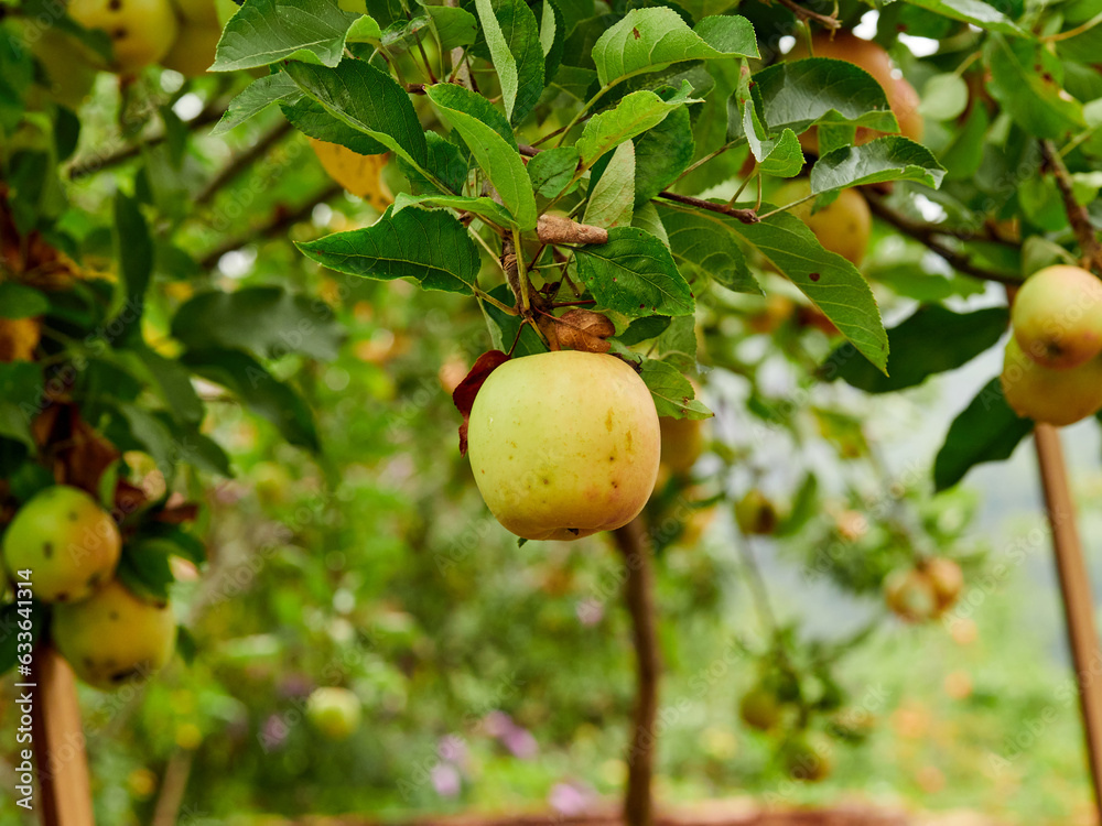 Apple tree with apples used to make cider, a typical drink from northern Spain. Asturias. Apple tree with apples used to make cider, a typical drink from northern Spain. Asturias.
