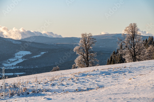 Snowy trees on the hill at the Sumava national park