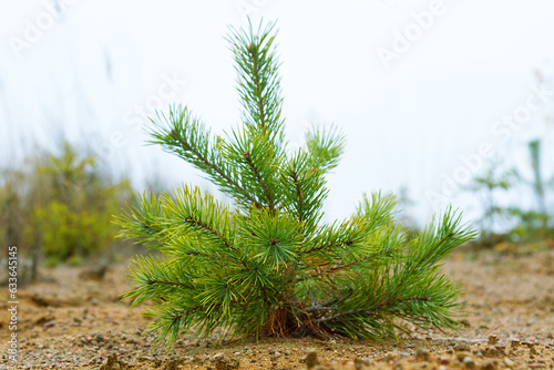 Papier peint Forestry