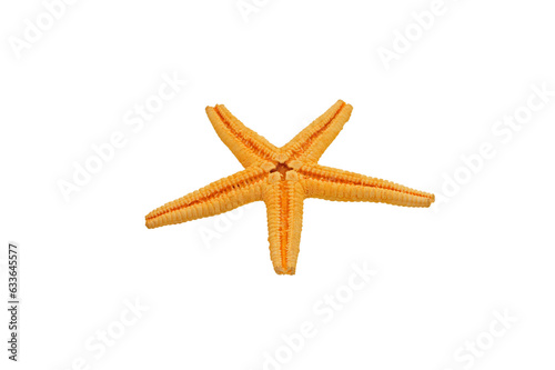 shell star isolated on white background