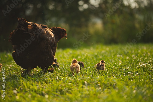 Baby chickens with their mother hen on a small farm in Ontario, Canada.