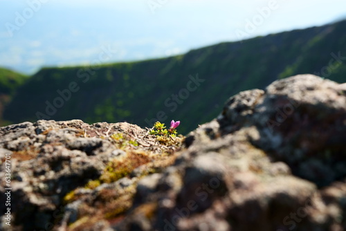 韓国岳の山頂に咲く小さなミヤマキリシマ