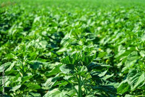 A field with young sunflower. Strong stems and rough fleshy leaves photo