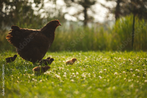 Baby chickens with their mother hen on a small farm in Ontario, Canada.
