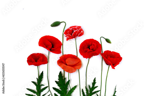 Flowers red poppy   Papaver rhoeas  corn poppy  corn rose  field poppy  red weed   on a white background with space for text. Top view  flat lay