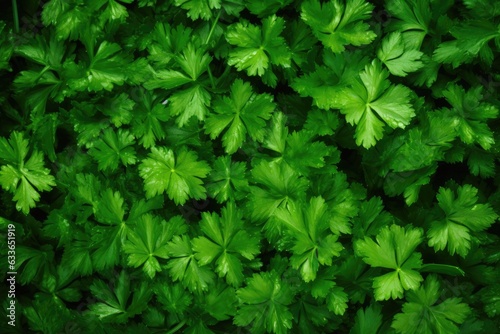 Parsley background