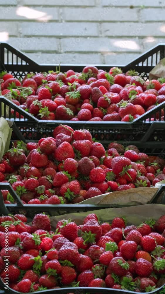 Full Box of Red Ripe Strawberry Harvest. Woman picks strawberries and puts in a box on a plantation. Female Hands Puts Ripe Red Strawberries. Tasty juicy healthy summer berries, Vertical video Full Box of Red Ripe Strawberry Harvest. Woman picks strawberries and puts in a box on a plantation. Female Hands Puts Ripe Red Strawberries. Tasty juicy healthy summer berries, Vertical video