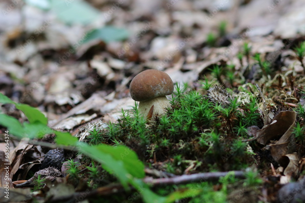 Steinpilz Pilz boletus edulis Steinpilz Pilz boletus edulis