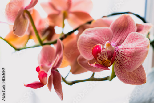 Orchid flower in interior  phalaenopsis