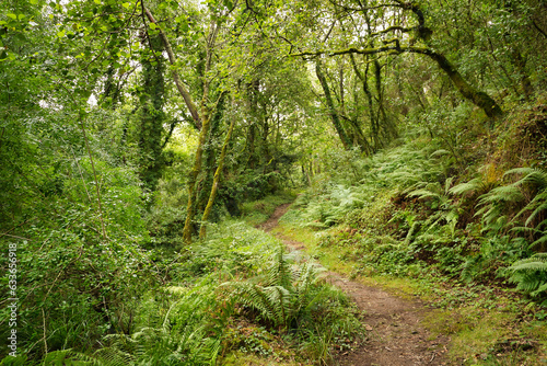 Path that is located within a beautiful landscape full of lush and green vegetation. Concept landscape  water  forest  vegetation  humidity.