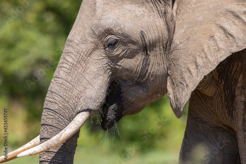 Close up shot of Elephant head with eye and skin detail taking in natural African habitat