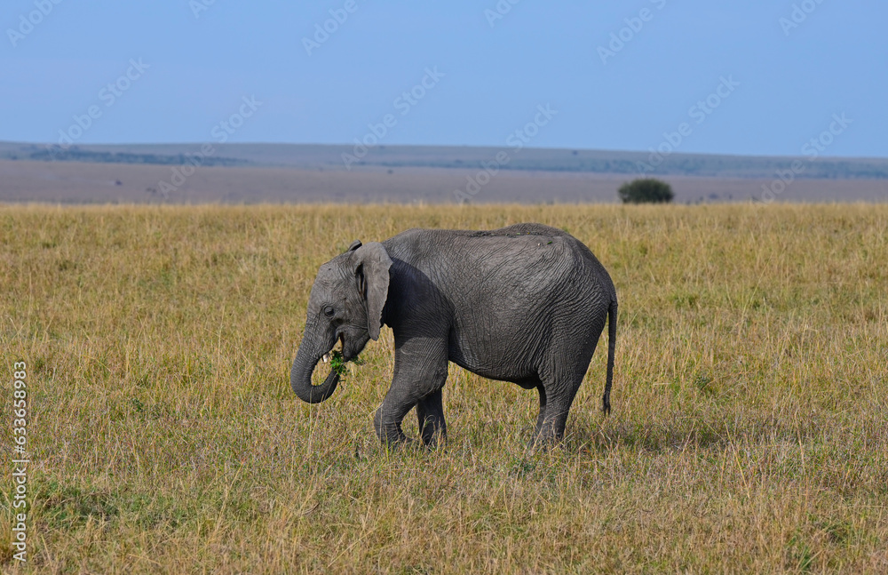 Fototapeta premium African elephant in a natural environment. Kenya