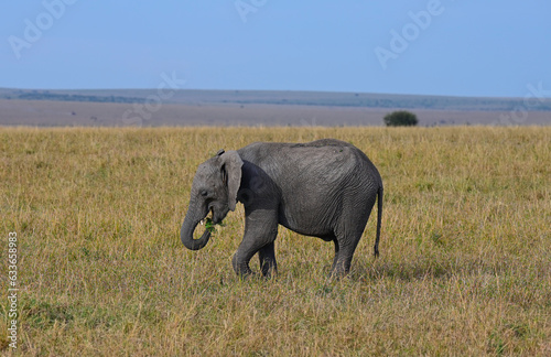 African elephant in a natural environment. Kenya