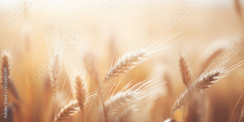 Golden wheat field in the sunset. A symbol of abundance and nature's beauty.