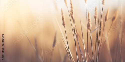 Close-up view of grass in the sunset. A symbol of growth and tranquility.