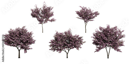 Collection of Cercis canadensisi,'Forest pansy (Redbud) on isolated transparent background