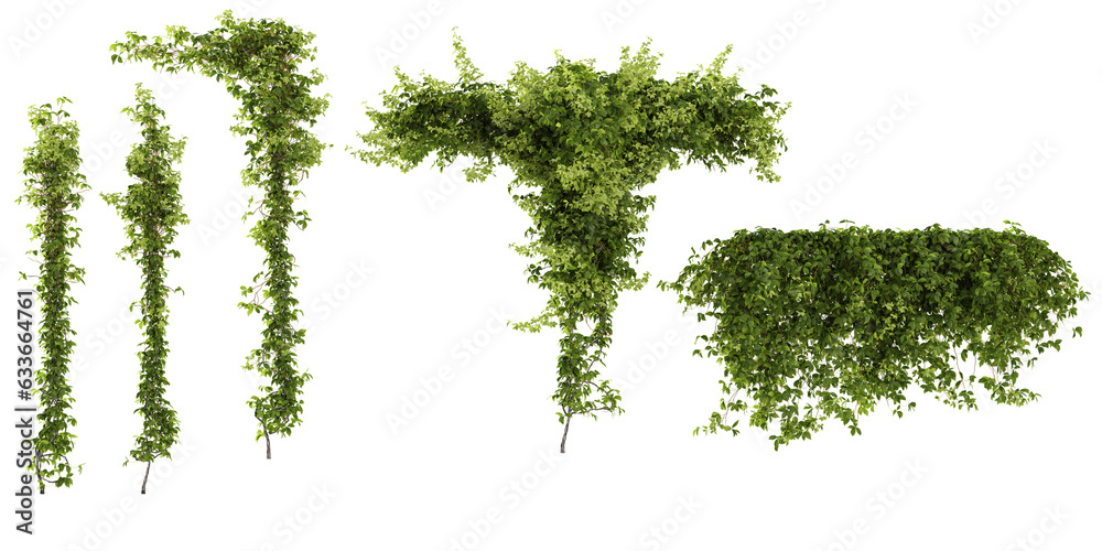 Fototapeta premium Collection of parthenocissus quinquefolia,Virginia creepers on isolated transparent background