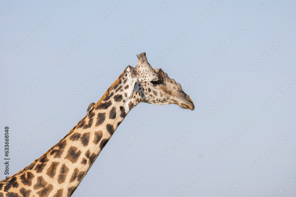 Giraffe close up in East African natural habitat national park area Giraffe close up in East African natural habitat national park area