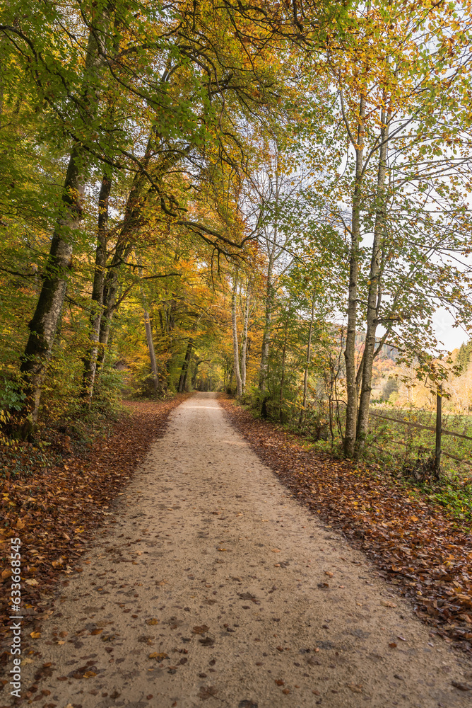 Forest path in autumn, taken near Fridingen an der Donau, Upper Danube Valley, Upper Danube Nature Park, Swabian Alb, Baden-Wuerttemberg, Germany